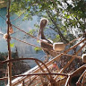 Meet your Posher, Aries